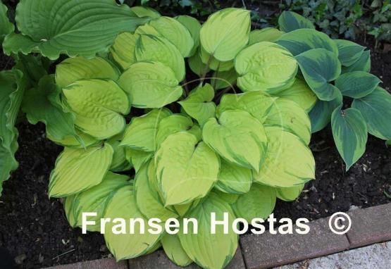 Hosta Paradise Island